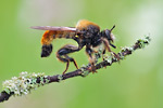 Gelbe Mordfliege Laphria flava