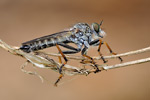 Garten-Raubfliege Neomochtherus geniculatus