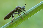 Schwarze Habichtsfliege Dioctria atricapilla