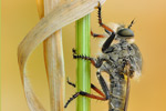Goldafterfliege Antipalus varipes