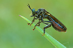 Schwarze Habichtsfliege Dioctria atricapilla