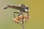 Frühlings-Raubfliege Erax barbatus