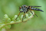 Gemeiner Strauchdieb Neoitamus cyanurus