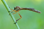 Gemeine Schlankfliege Leptogaster cylindrica