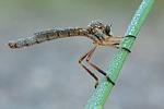 Gemeine Schlankfliege Leptogaster cylindrica