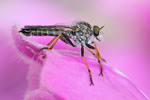 Garten-Raubfliege Neomochtherus geniculatus