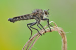 Glanzafter-Raubfliege Machimus cyanopus