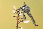 Kleine Raubfliege Tolmerus pyragra