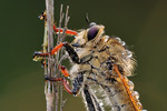 Berserkerfliege Echthistus rufinervis