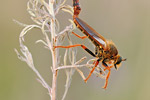 Raubfliege (Asilidae) Stenopogon sabaudus