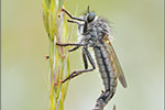 Schlitzzangen-Raubfliege Dysmachus praemorsus