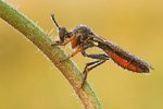 Höcker-Habichtsfliege Dioctria rufipes