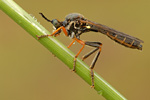 Höcker-Habichtsfliege Dioctria rufipes