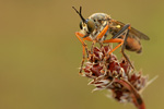 Höcker-Habichtsfliege Dioctria rufipes