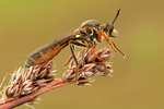 Höcker-Habichtsfliege Dioctria rufipes