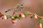 Burschen-Raubfliege Tolmerus cingulatus