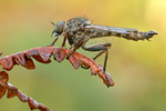 Gemeine Raubfliege Tolmerus atricapillus