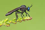 Schwarze Habichtsfliege Dioctria atricapilla