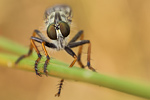 Garten-Raubfliege Neomochtherus geniculatus