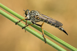 Garten-Raubfliege Neomochtherus geniculatus