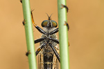 Garten-Raubfliege Neomochtherus geniculatus