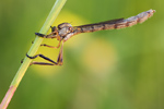 Gemeine Schlankfliege Leptogaster cylindrica