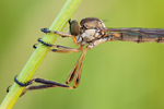 Gemeine Schlankfliege Leptogaster cylindrica