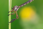 Gemeine Schlankfliege Leptogaster cylindrica