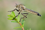 Kerbzangen-Raubfliege Dysmachus fuscipennis