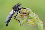 Raubfliege (Asilidae) Dystolmus (Eutolmus) kiesenwetteri