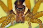 Gerandete Jagdspinne Dolomedes fimbriatus