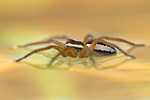 Gerandete Jagdspinne Dolomedes fimbriatus