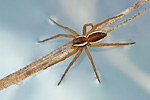 Gerandete Jagdspinne Dolomedes fimbriatus