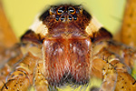 Gerandete Jagdspinne Dolomedes fimbriatus