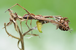 Listspinne Pisaura mirabilis