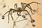 Listspinne Pisaura mirabilis