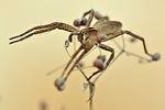 Listspinne Pisaura mirabilis