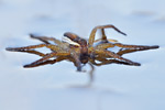 Gerandete Jagdspinne Dolomedes fimbriatus