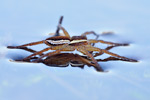 Gerandete Jagdspinne Dolomedes fimbriatus