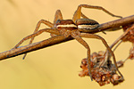 Gerandete Jagdspinne Dolomedes fimbriatus