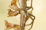 Listspinne Pisaura mirabilis