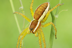 Gerandete Jagdspinne Dolomedes fimbriatus