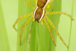 Gerandete Jagdspinne Dolomedes fimbriatus