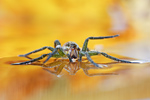 Gerandete Jagdspinne Dolomedes fimbriatus