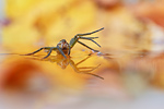 Gerandete Jagdspinne Dolomedes fimbriatus