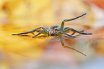 Gerandete Jagdspinne Dolomedes fimbriatus