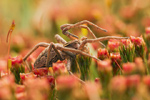 Listspinne Pisaura mirabilis