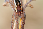 Gerandete Jagdspinne Dolomedes fimbriatus