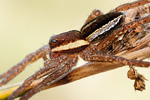 Gerandete Jagdspinne Dolomedes fimbriatus