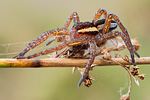 Gerandete Jagdspinne Dolomedes fimbriatus